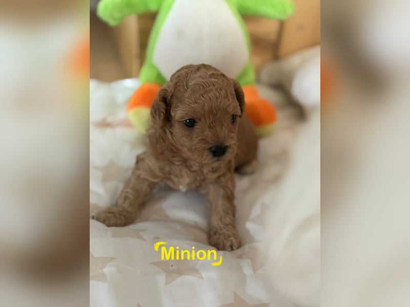 Maltipoo Welpen