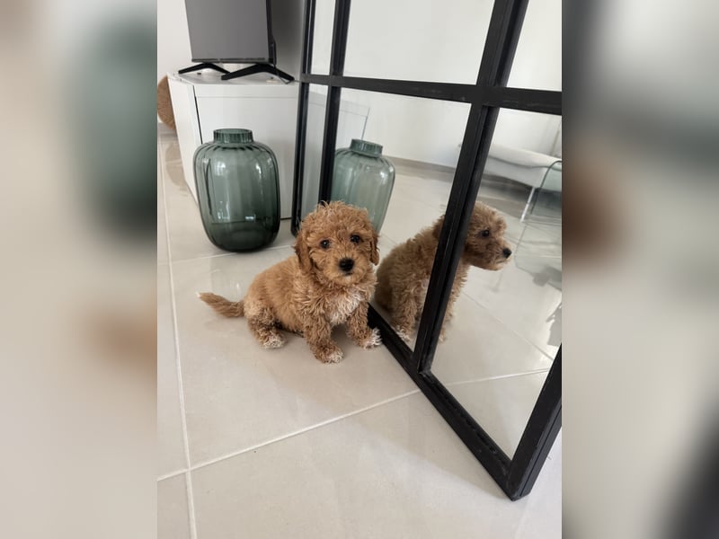 Maltipoo Welpe Rüde braun/ red apricot