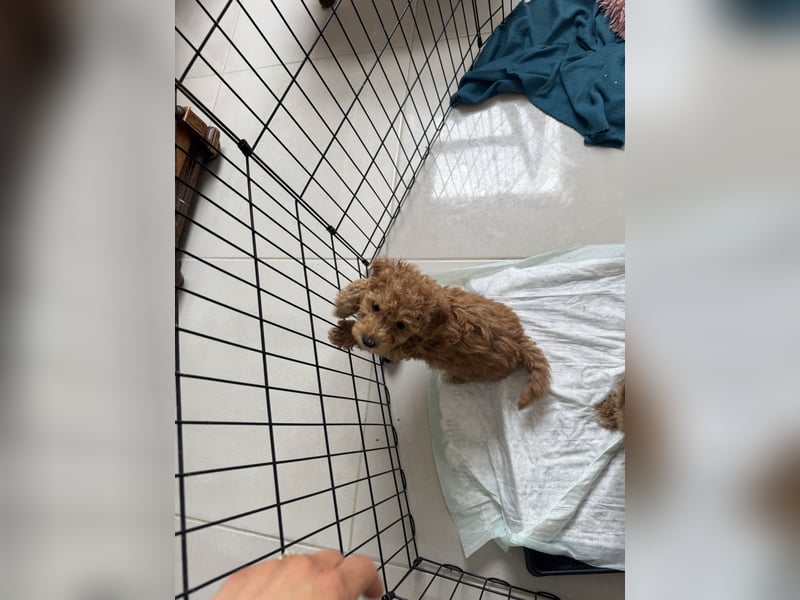 Maltipoo Welpe Rüde braun/ red apricot