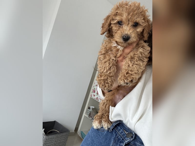 Maltipoo Welpe Rüde braun/ red apricot