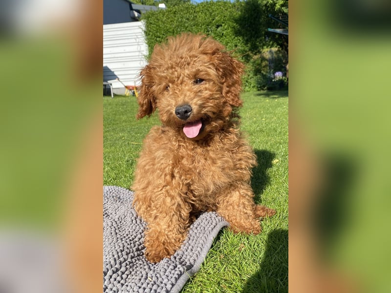 Maltipoo Welpe Rüde