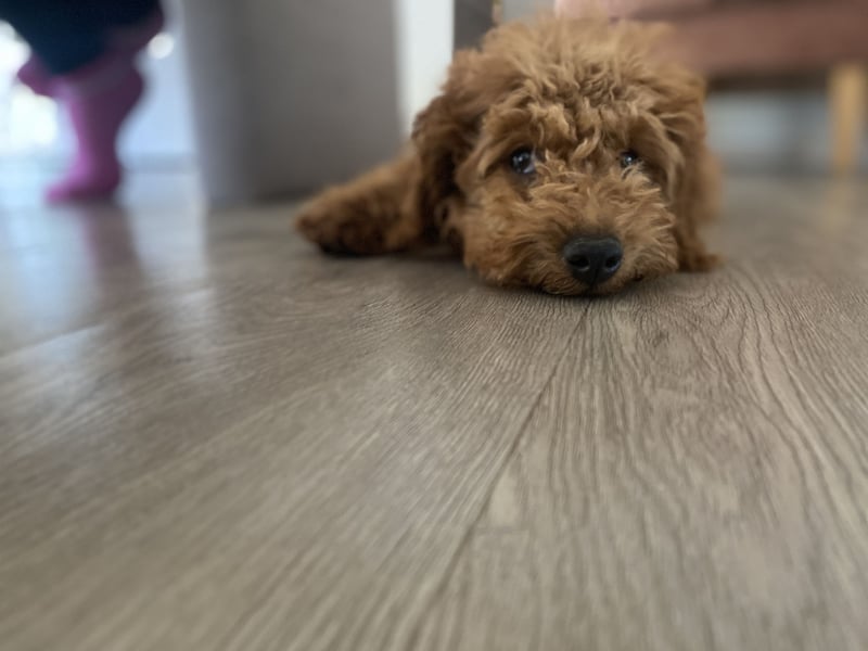 Maltipoo Welpe Rüde
