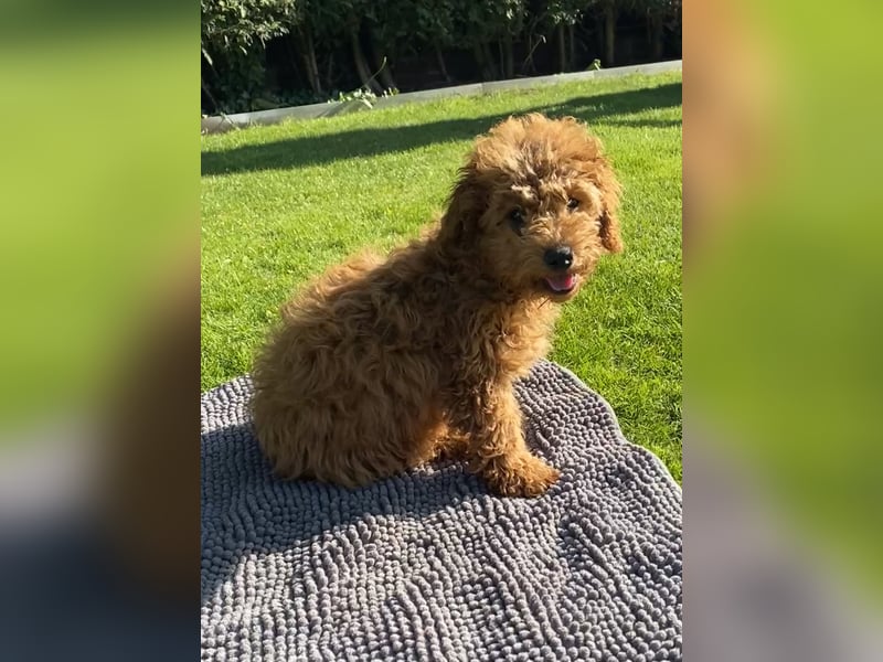 Maltipoo Welpe Rüde