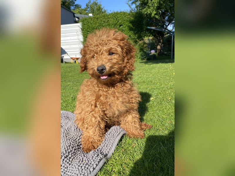 Maltipoo Welpe Rüde