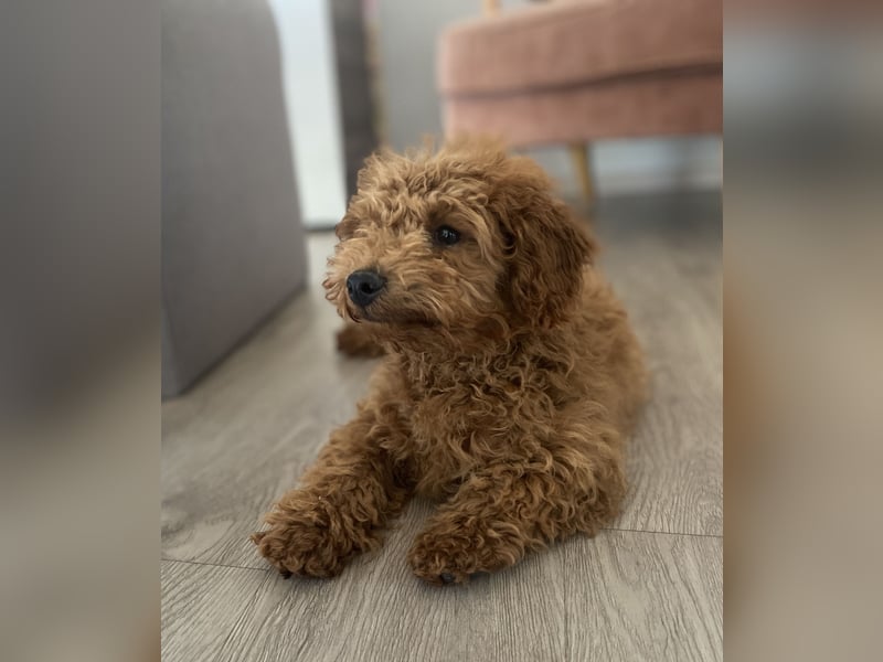 Maltipoo Welpe Rüde