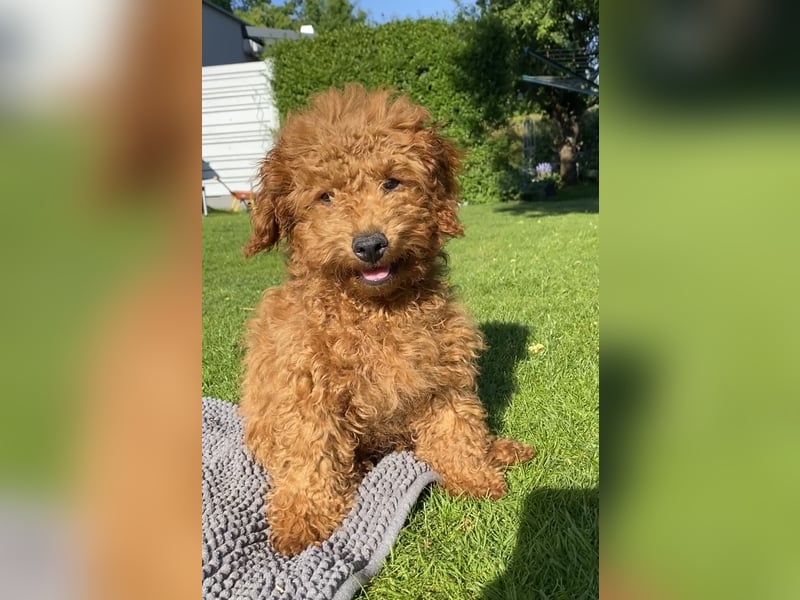 Maltipoo Welpe Rüde