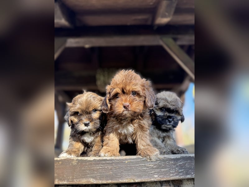 Maltipoo Welpen Rüden