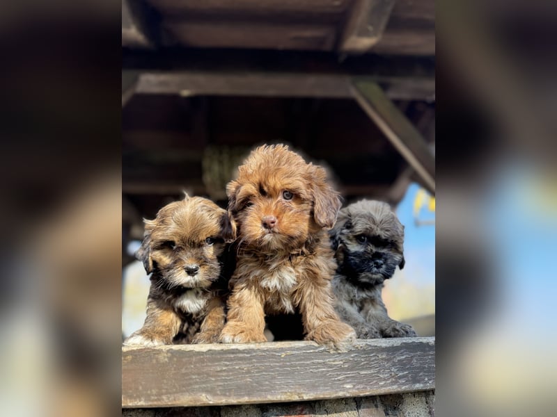 Maltipoo Welpen Rüden