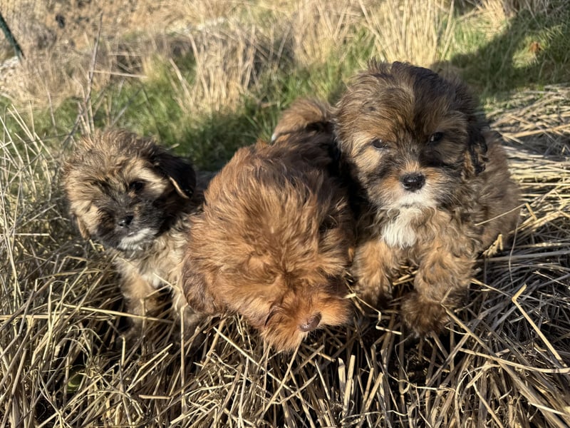 Maltipoo Welpen Rüden