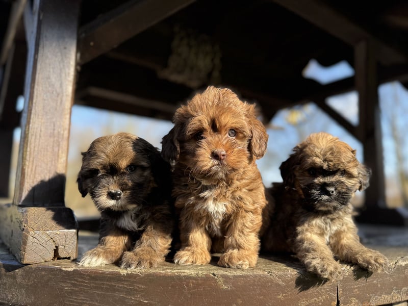 Maltipoo Welpen Rüden