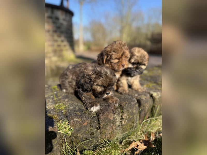 Maltipoo Welpen Rüden