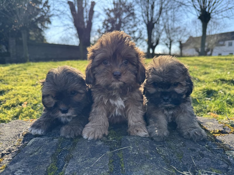 Maltipoo Welpen Rüden