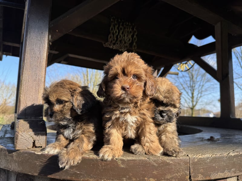 Maltipoo Welpen Rüden