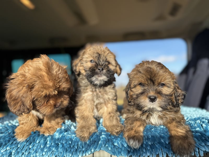 Maltipoo Welpen Rüden