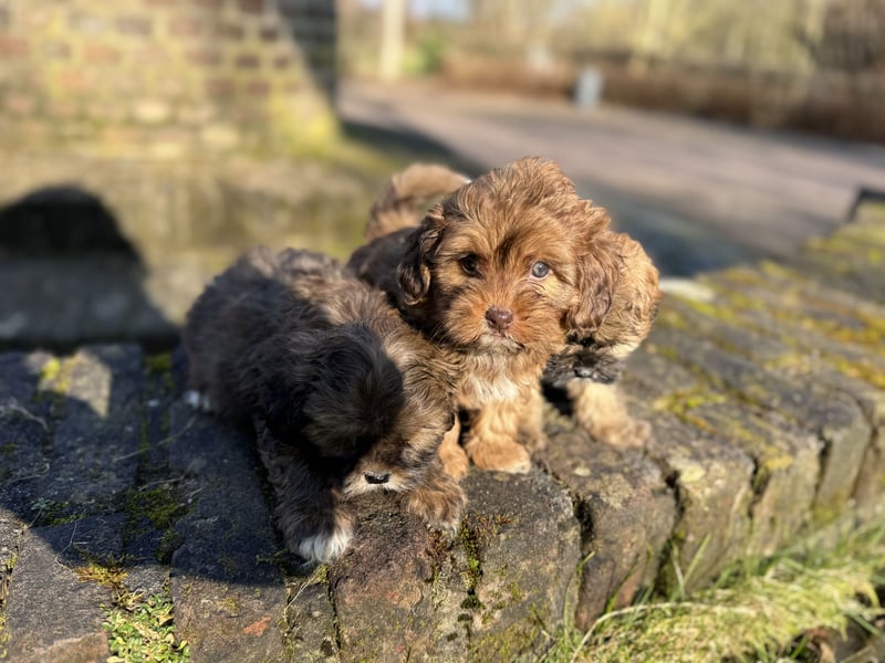 Maltipoo Welpen Rüden