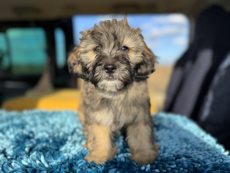 Maltipoo Welpen Rüden