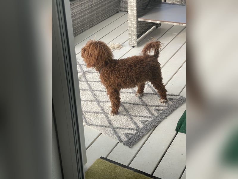 Maltipoo -Deckrüde