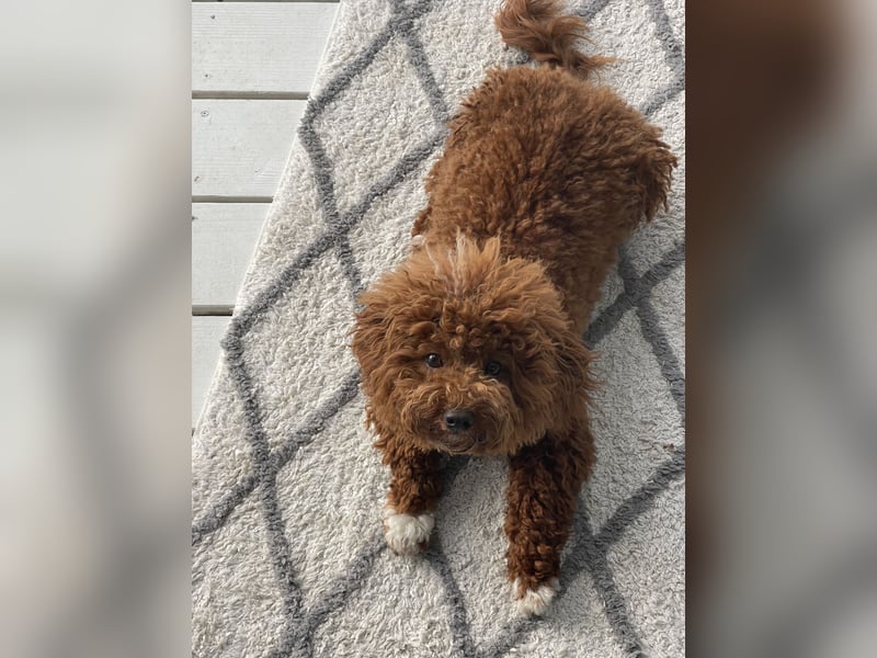 Maltipoo -Deckrüde