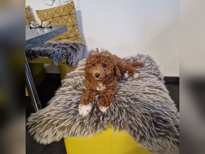 Maltipoo -Deckrüde