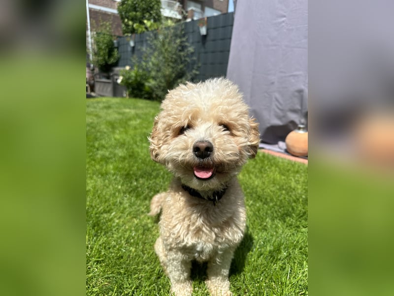 Maltipoo