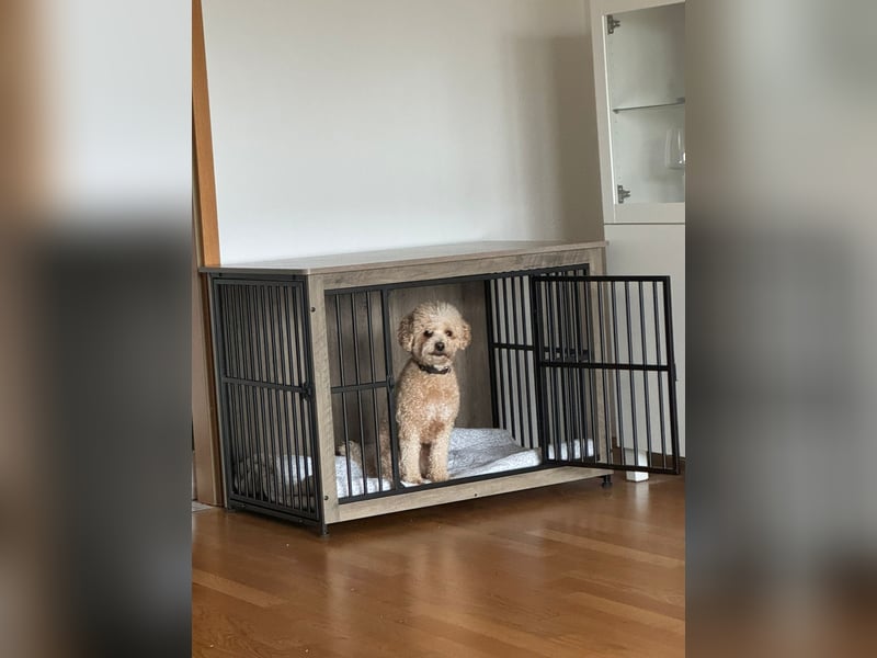 Maltipoo