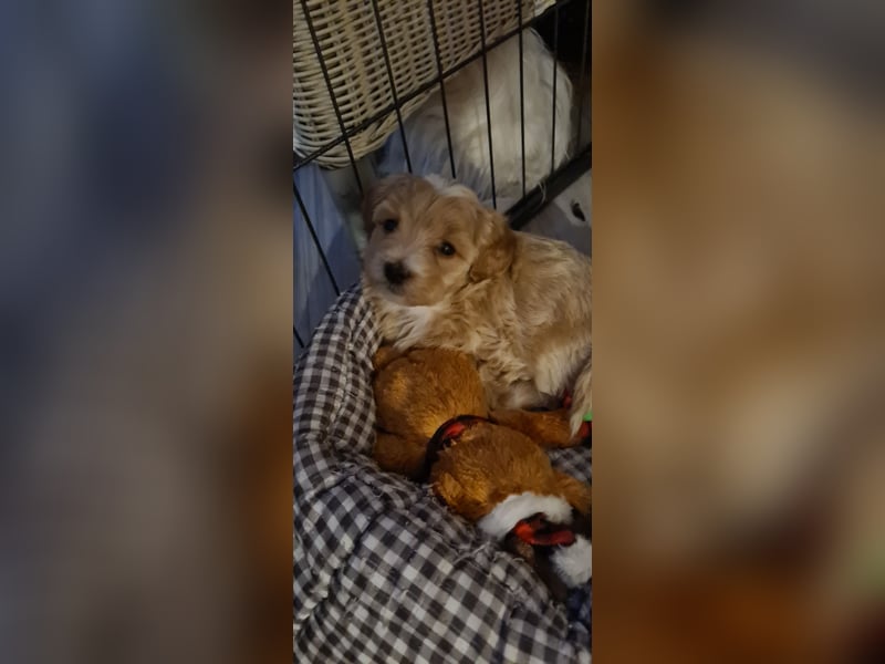 Maltipoo F1 Welpe