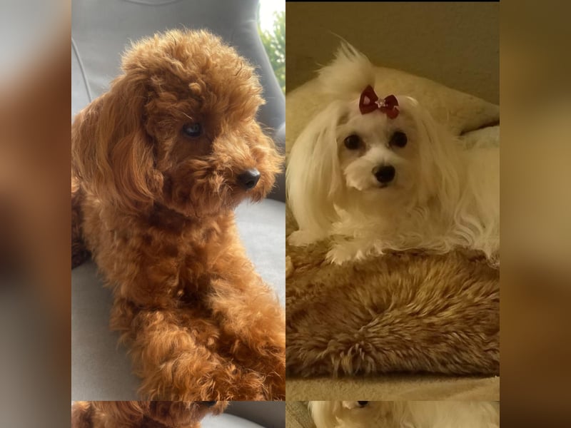 Maltipoo F1 Welpe