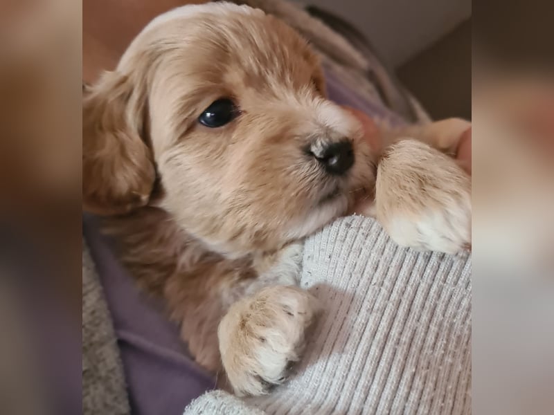Maltipoo F1 Welpe