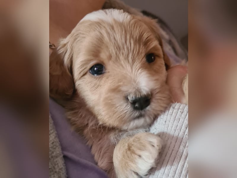 Maltipoo F1 Welpe