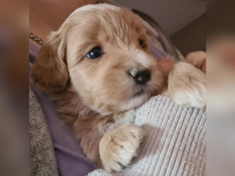 Maltipoo F1 Welpe