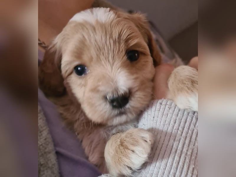 Maltipoo F1 Welpe