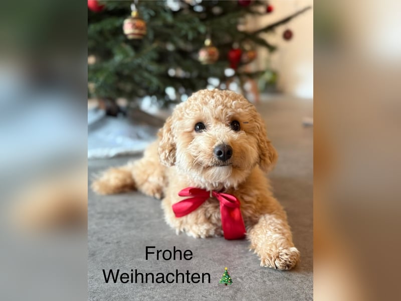 Maltipoo Deckrüde Rudi