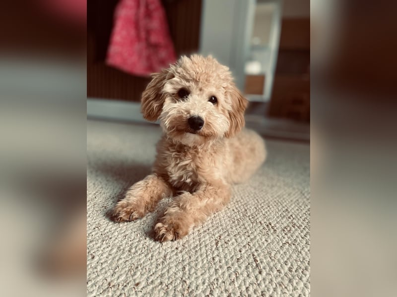 Maltipoo Deckrüde Rudi