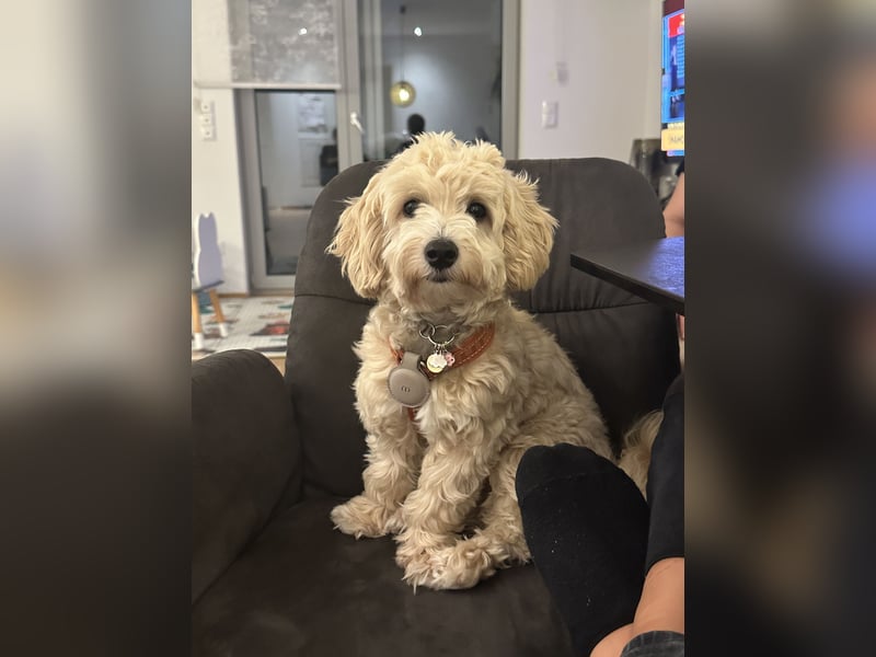 Maltipoo Deckrüde