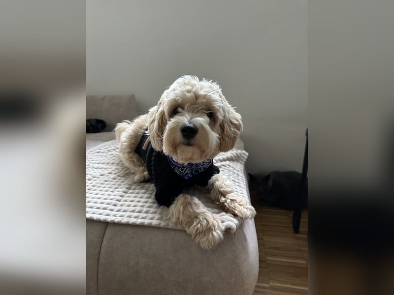Maltipoo Deckrüde