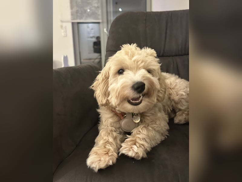 Maltipoo Deckrüde