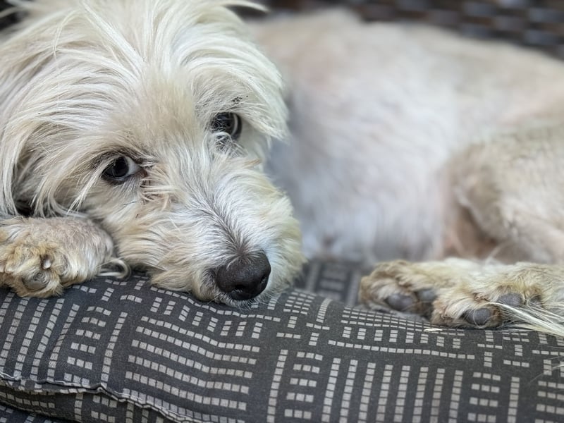 Maltipoo Malteser Toy Pudel Mix Welpen