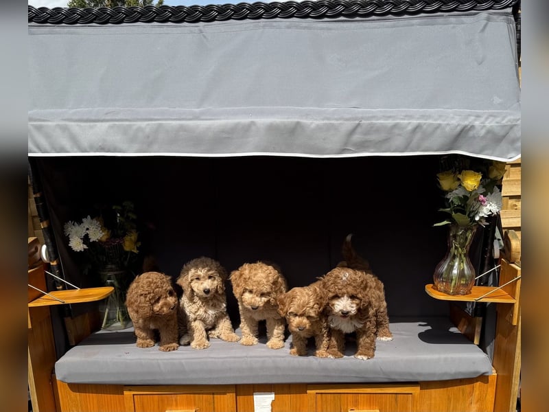 Maltipoo Welpe F1b Knut