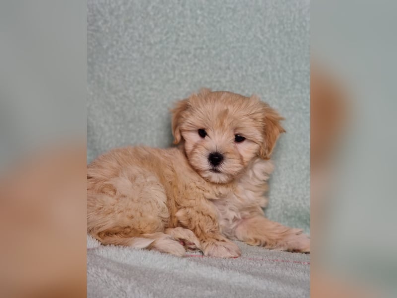 Maltipoo welpe rüde
