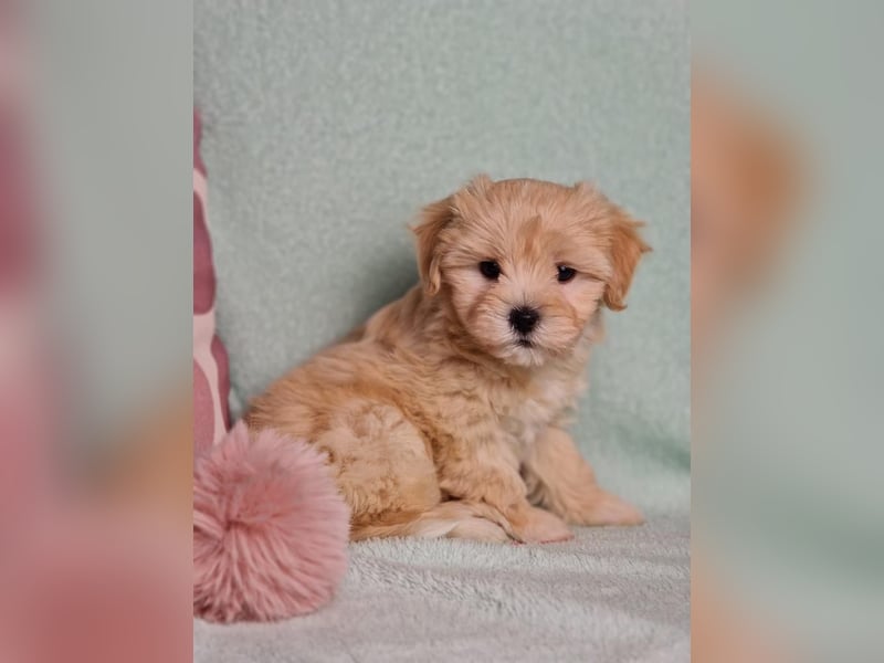 Maltipoo welpe rüde