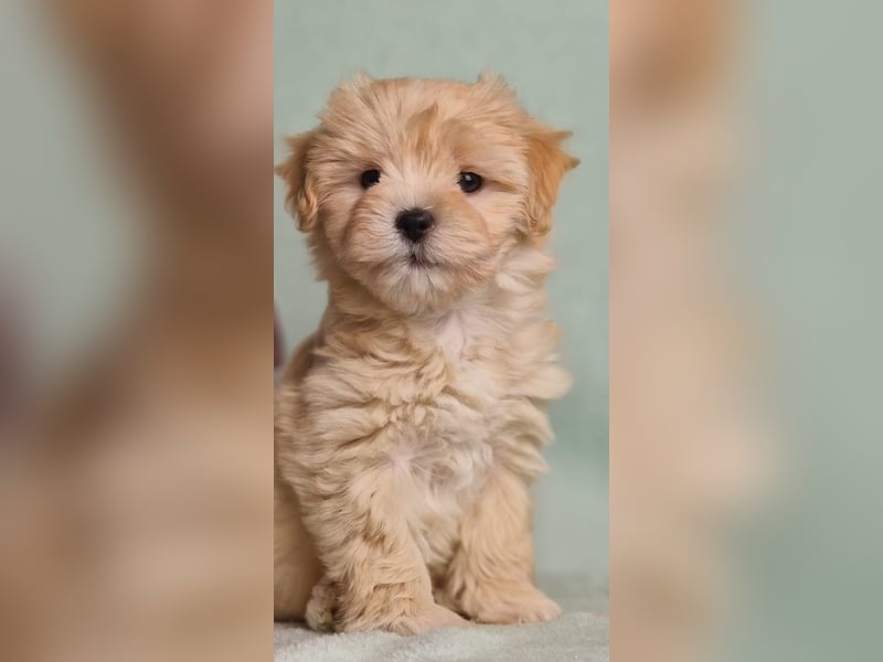 Maltipoo welpe rüde