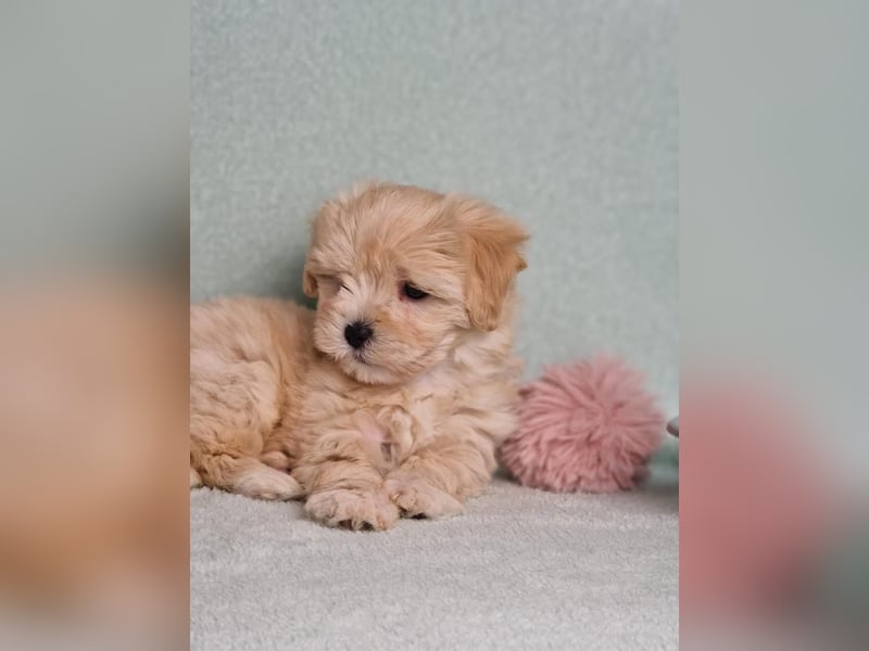 Maltipoo welpe rüde