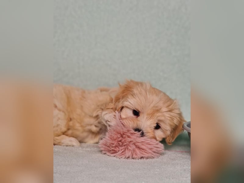 Maltipoo welpe rüde