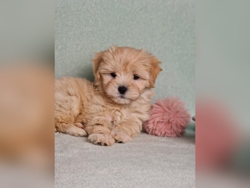Maltipoo welpe rüde