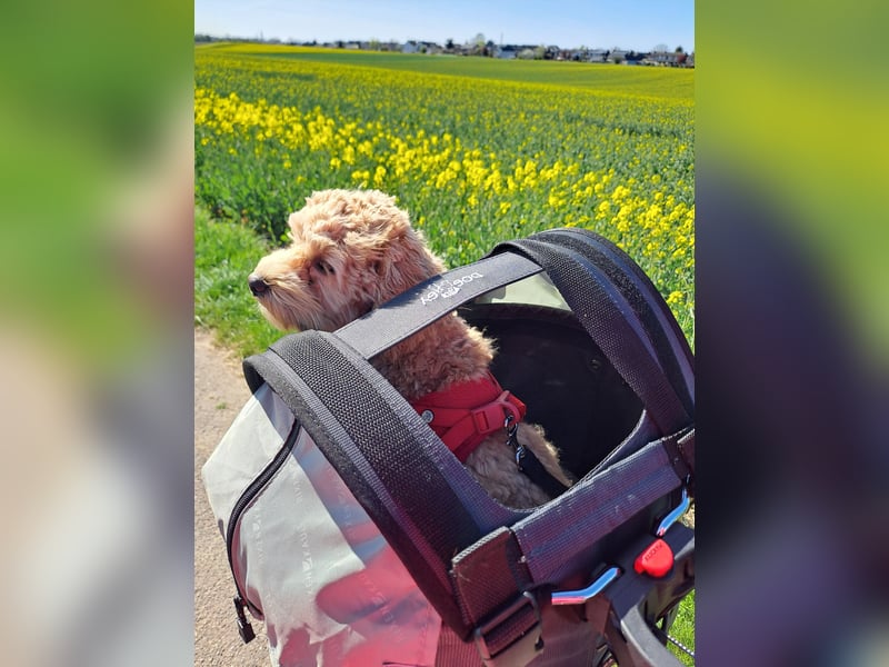 Maltipoo Deckrüde