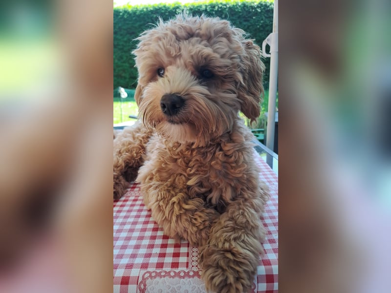 Maltipoo Deckrüde