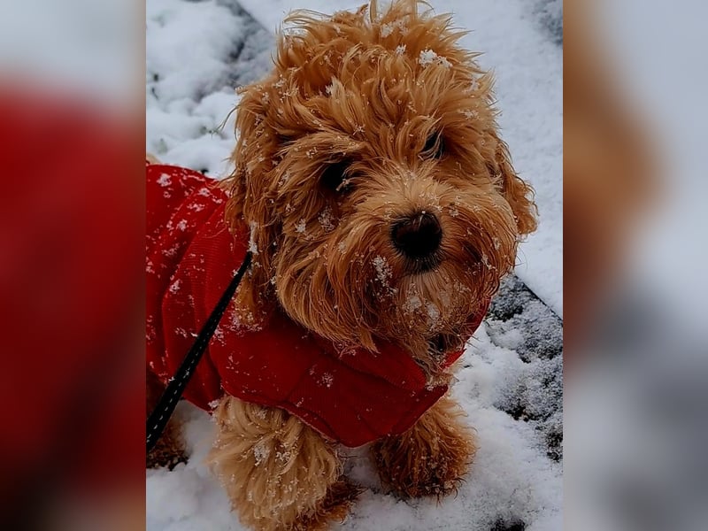Maltipoo Deckrüde