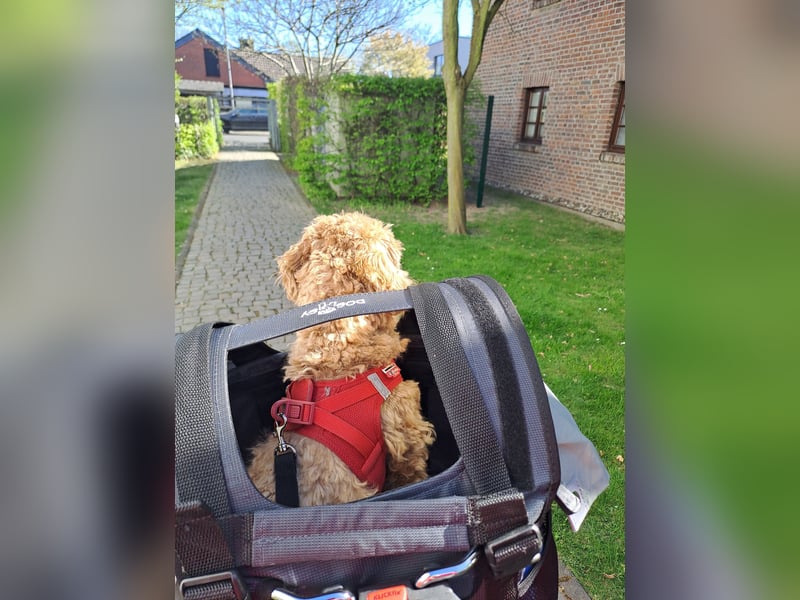 Maltipoo Deckrüde