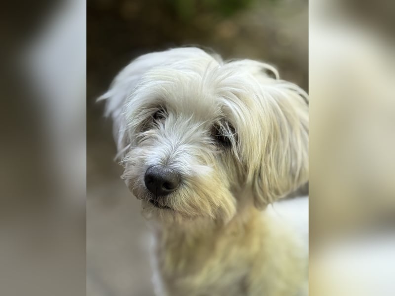 Maltipoo Malteser Toy Pudel Mix Welpen