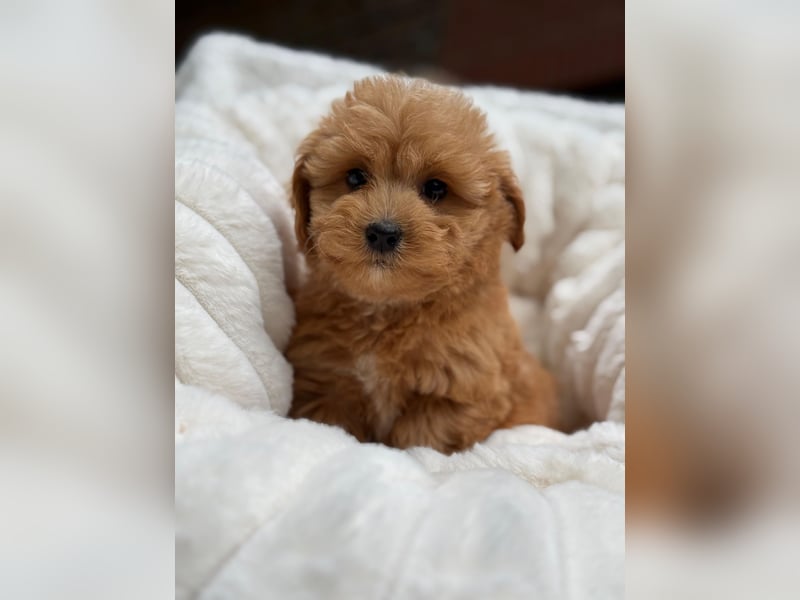 Maltipoo Malteser Toy Pudel Mix Welpen